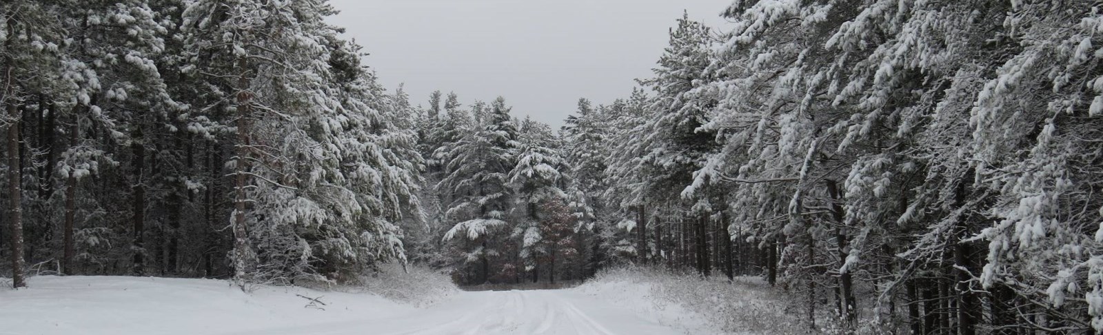Forest covered in snow